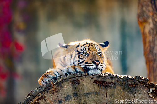 Image of Sumatran Tiger, Panthera tigris sumatrae