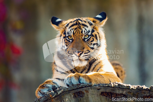 Image of Sumatran Tiger, Panthera tigris sumatrae