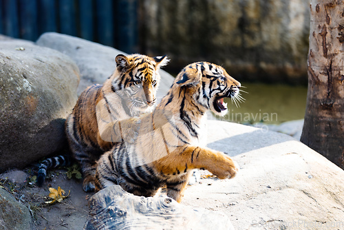 Image of Sumatran Tiger kitten, Panthera tigris sumatrae