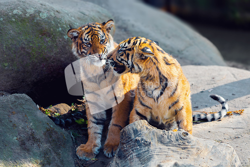 Image of Sumatran Tiger kitten, Panthera tigris sumatrae