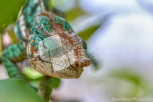 Image of Globe-horned chameleon or flat-casqued chameleon, Calumma globifer, Male, Reserve Peyrieras Madagascar Exotic wildlife