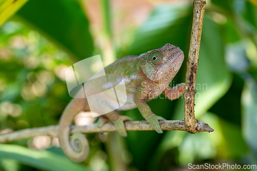 Image of Globe-horned chameleon or flat-casqued chameleon, Calumma globifer, Female, Reserve Peyrieras Madagascar Exotic, Madagascar wildlife