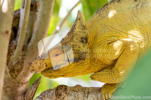 Image of Parson's chameleon, Calumma parsonii, Peyrieras Madagascar Exotic, Madagascar wildlife