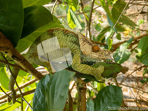 Image of Parson's chameleon, Calumma parsonii, Peyrieras Madagascar Exotic, Madagascar wildlife