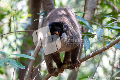 Image of Common brown lemur, Eulemur fulvus, Madagascar wildlife animal