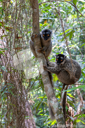 Image of Common brown lemur, Eulemur fulvus, Madagascar wildlife animal