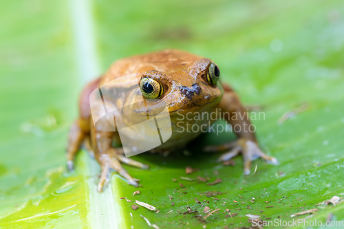 Image of False Tomato Frog, Dyscophus Guineti, Madagascar wildlife