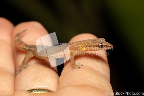 Image of Madagascar Clawless Gecko, Ebenavia inunguis juvenile, Ranomafana National Park, Madagascar wildlife