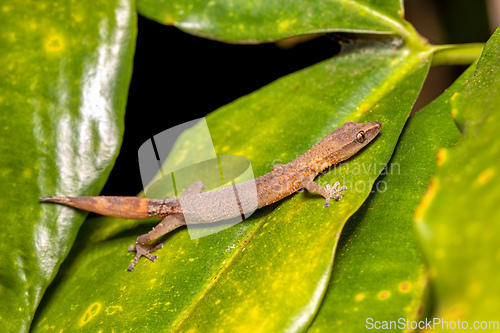 Image of Madagascar Clawless Gecko, Ebenavia inunguis juvenile, Ranomafana National Park, Madagascar wildlife