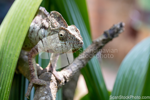 Image of Oustalet's chameleon, Furcifer oustaleti, Reserve Peyrieras Madagascar Exotic, Madagascar wildlife