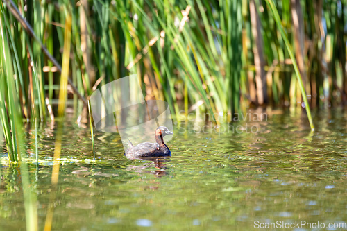 Image of Water bird Little Grebe, Tachybaptus ruficollis