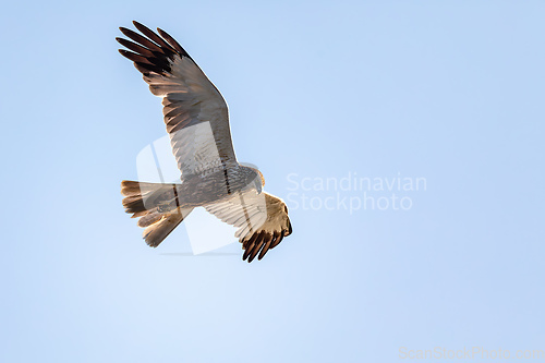 Image of Marsh Harrier, Circus aeruginosus, Birds of prey, Europe Wildlife