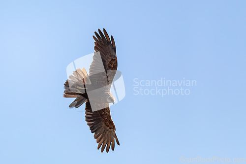 Image of Marsh Harrier, Circus aeruginosus, Birds of prey, Europe Wildlife