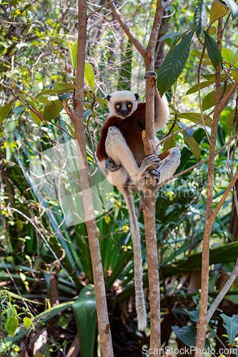 Image of Coquerel's sifaka lemur, Propithecus coquereli, Madagascar wildlife animal