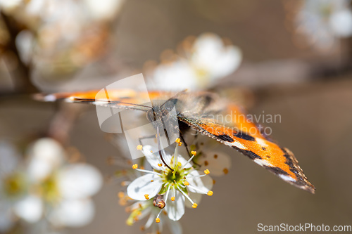 Image of Butterfly tortoiseshell, Aglais urticae, Czech Republic wildlife