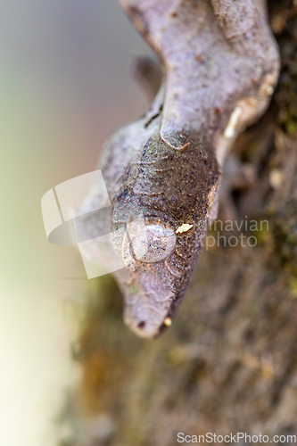 Image of Uroplatus Phantasticus, Reserve Peyrieras Madagascar Exotic, Madagascar wildlife