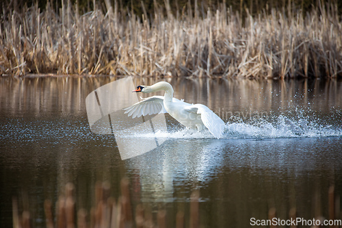 Image of Wild bird mute swan start flying