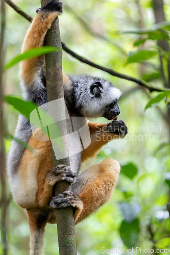 Image of Lemur Diademed Sifaka, Propithecus diadema, Madagascar wildlife