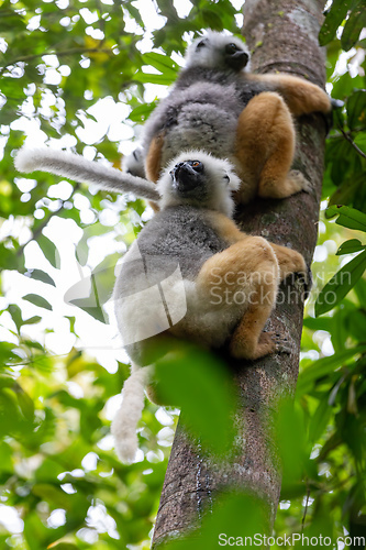 Image of Lemur Diademed Sifaka, Propithecus diadema, Madagascar wildlife