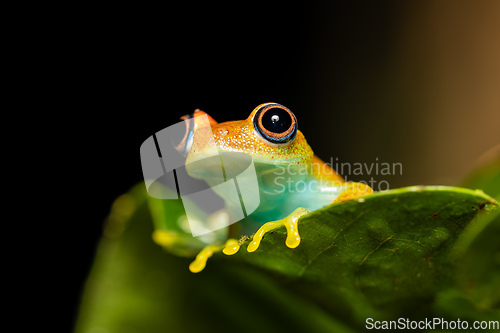 Image of Green Bright-Eyed Frog, Boophis Viridis, Andasibe-Mantadia National Park, Madagascar wildlife