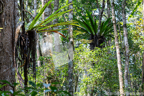Image of The lush foliage of Madagascar's Mantadia rainforest