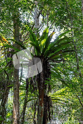 Image of The lush foliage of Madagascar's Mantadia rainforest