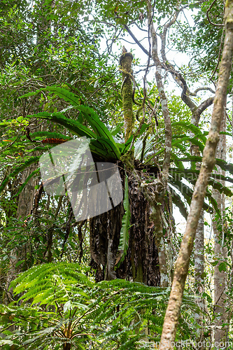 Image of The lush foliage of Madagascar's Mantadia rainforest