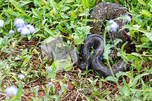 Image of Malagasy Tree Boa, Sanzinia Madagascariensis, Ranomafana National Park, Madagascar