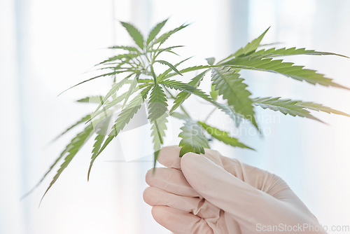 Image of Hand, glove and doctor with marijuana leaf for alternative medicine, healthcare and wellness. Cannabis, plants or organic cbd, healthy thc or hemp medicine in laboratory for legal weed production.