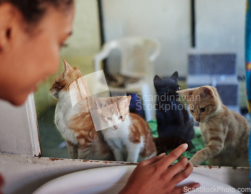 Image of Care, charity and cats at adoption shelter with visitor busy with decision and choice of homeless animal. Abandoned, lost or rescue kittens interaction at glass with black woman choosing pet.