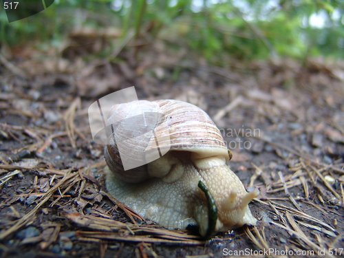 Image of Snail