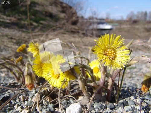 Image of Coltsfoot