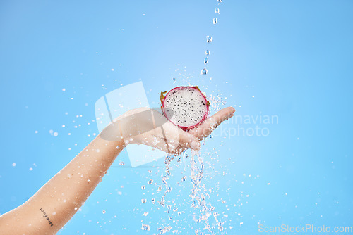 Image of Dragon fruit, water splash and tropical food in studio for wellness, vegan diet and nutrition on blue background. Woman hands holding pitaya under clean running water for health, detox and vitamins