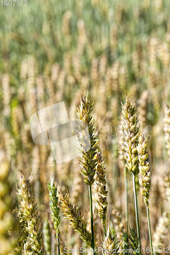 Image of green and yellow oats