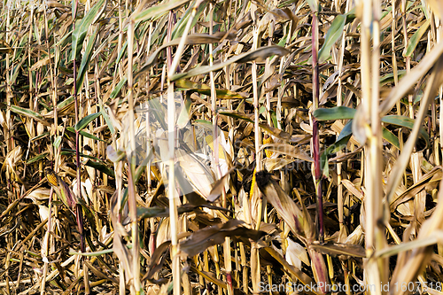 Image of corn lost crop