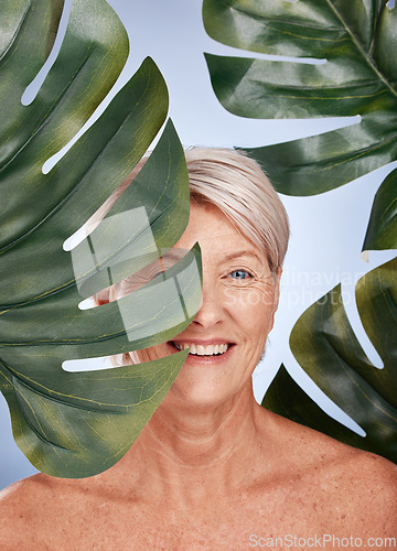 Image of Mature woman, skincare or body care leaf in studio healthcare, organic dermatology treatment or vegan face makeup cosmetology. Smile portrait, happy middle aged beauty model or green monstera plant