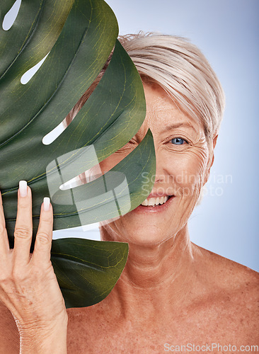 Image of Monstera, skincare and senior woman with a leaf for cosmetics against a grey studio background. Spa, luxury and portrait of an elderly model with a plant for wellness, beauty and body health