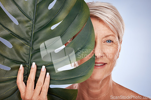 Image of Face, beauty and old woman with monstera leaf on blue studio background. Skincare, makeup and elderly female model from Canada with organic plant cosmetics for anti aging, healthy and glowing skin.