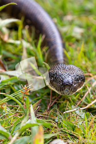 Image of Malagasy Tree Boa, Sanzinia Madagascariensis, Ranomafana National Park, Madagascar