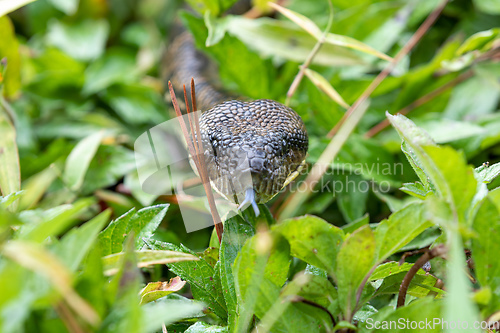 Image of Malagasy Tree Boa, Sanzinia Madagascariensis, Ranomafana National Park, Madagascar