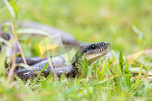 Image of Malagasy Tree Boa, Sanzinia Madagascariensis, Ranomafana National Park, Madagascar