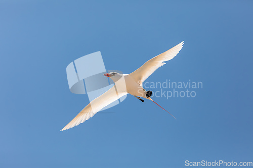 Image of The red-tailed tropicbird, Phaethon rubricauda, Nosy Ve. Madagascar wildlife