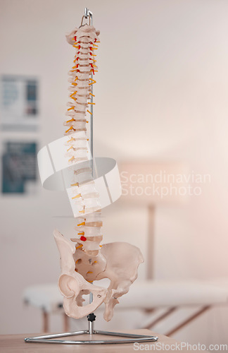 Image of Spine model, bone and chiropractic office on table, desk or display for learning, education or advice. 3D print, human bones and background for physiotherapy, chiropractor or healthcare in clinic