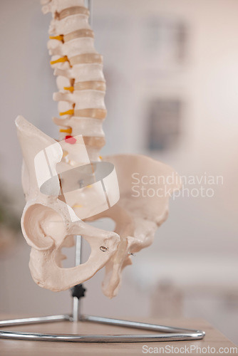 Image of Model hip, spine and chiropractic office on table, desk or display in study, education or learning. 3D print, human skeleton and background for chiropractor, physiotherapy or healthcare in clinic