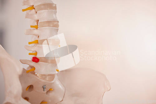 Image of Anatomy, chiropractor and skeleton spine for clinic, hospital and doctors office. Healthcare, medical education and of bones of lower back and pelvis with cause of back pain, injury and problem