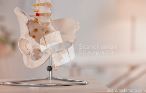 Image of Anatomy, bones and skeleton in a medical, hospital and healthcare office to show pelvic hip bone. Medical, clinic and science facility model to educate, learn and study the human body with mockup