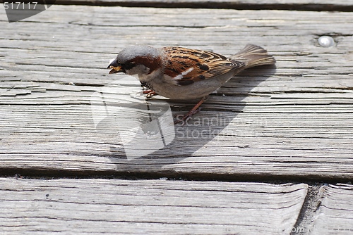 Image of Passer domesticus