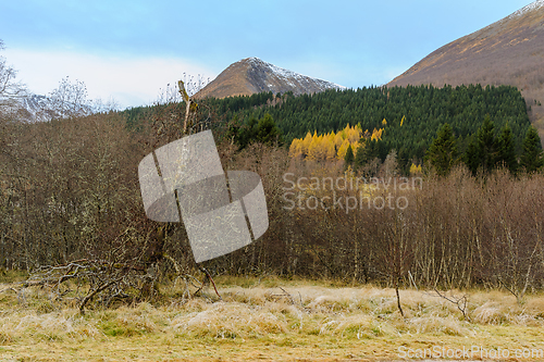 Image of yellow autumn colored trees among green fir trees with frozen gr