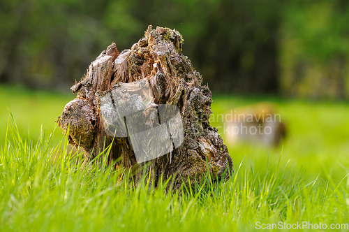 Image of old crumbled tree stump in green grass