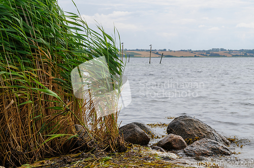 Image of reed grass between stones by the sea